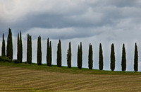 Clouds and Cypresses