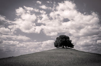 Solitude Black and White