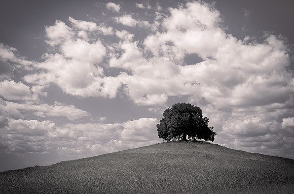 Solitude Black and White