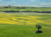Springtime in Tuscany