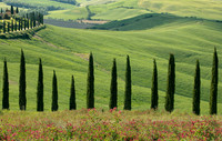 Classic Tuscany