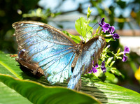 Blue Morpho Butterfly