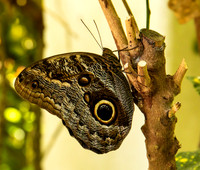 Owl Butterfly
