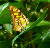 Green Butterfly