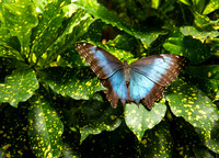 Butterfly Conservatory